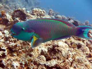 parrot fish