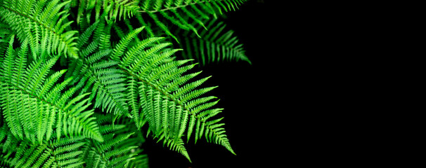 natural background fern leaf on black background tropical leaves	
