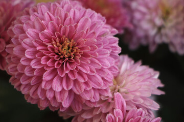 Chrysanthemums blossom in the autumn garden. Background with gentle lilac chrysanthemums.