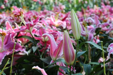 pink and white tulips