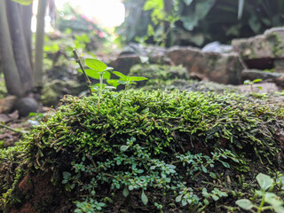 green moss on the tree