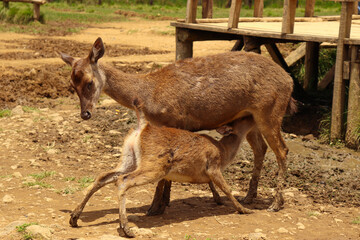 A Mother Deer Nursing Its Baby Fawn