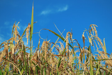 Ripe rice field and sky landscape on the farm