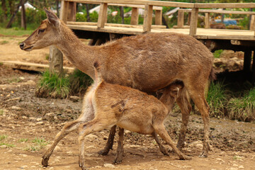 A Mother Deer Nursing Its Baby Fawn