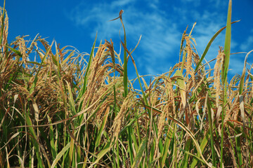 Obraz premium Ripe rice field and sky landscape on the farm