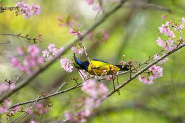 A beautiful and colorful bird Golden-fronted Leafbird (Chloropsis aurifrons) perched on a branch of a sakura tree background. Jayanti, Buxa, West Bengal, India