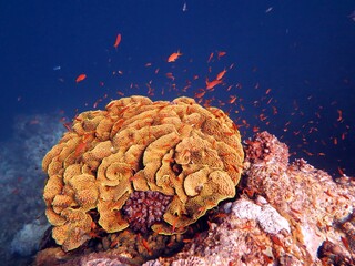 Red Sea fish and coral reef