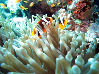 Red Sea colorful Clown fish
