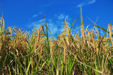 Naklejka premium Ripe rice field and sky landscape on the farm