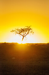 Telephoto shot of a single tree silhoutte, backlit by the setting sun. Near Sesriem Canyon Namibia.