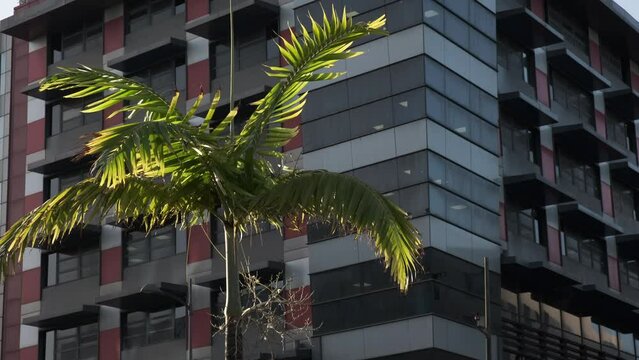 Palmera y edificio acristalado al atardecer