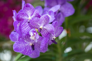Fototapeta na wymiar Beautiful orchid flower blooming at rainy season. Vanda orchid