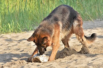 german shepherd playing with a soccer ball on the sand