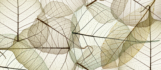leaf texture pattern, leaf background with veins and cells - macro photography - 562666296