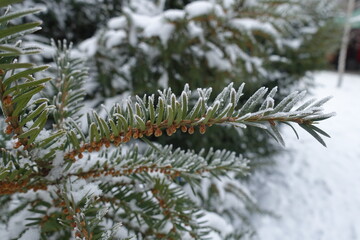 Side view of branch of common yew with cones covered with hoar frost and snow in mid January