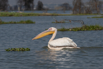 White pelican, Pelecanus onocrotalus, in Lake Kerkini, Greece. Pelicans on blue water surface. Wildlife scene from Europe nature. Bird mountain background. Birds with long orange bills.
