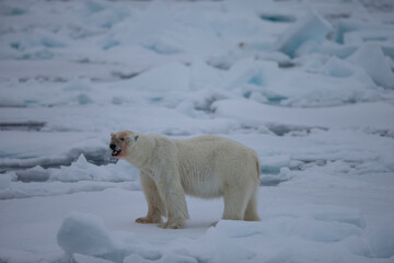 Polar Bear (Ursus maritimus) Spitsbergen North Ocean