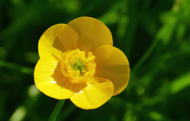 Obraz premium Close up of yellow buttercup created using generative ai technology