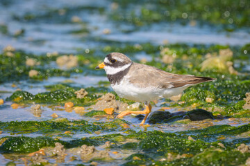 An adult Common Ringed Plover on a beach