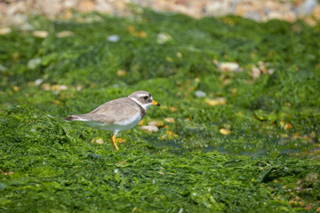 An adult Common Ringed Plover on a beach