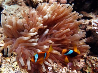Red Sea colorful Clown fish