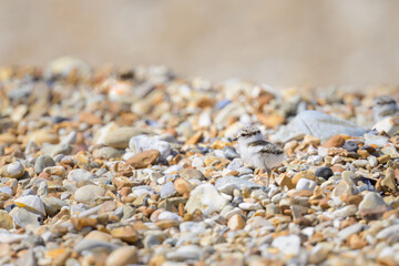 An immature Common Ringed Plover on a beach