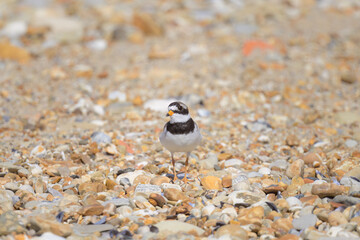 An adult Common Ringed Plover standing on a gravel beach