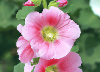Close up of pink hollyhock flowers over leaves created using generative ai technology