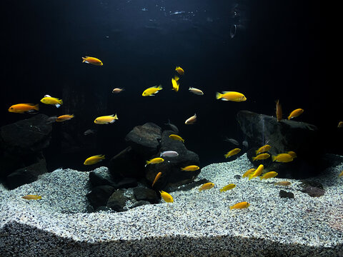 Grupo de peces nadando en una pecera. 