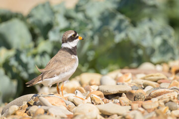 An adult Common Ringed Plover standing on a gravel beach
