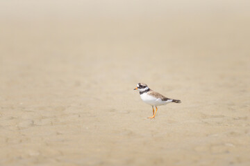 An adult Common Ringed Plover on a sandy beach