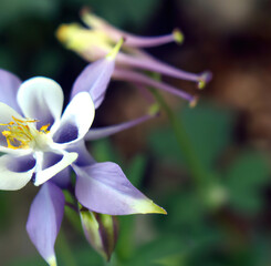 Close up of columbine flowers over leaves created using generative ai technology