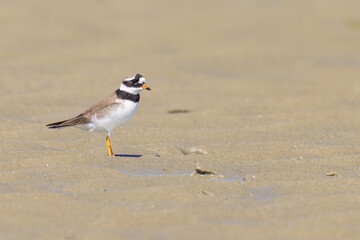 An adult Common Ringed Plover on a sandy beach