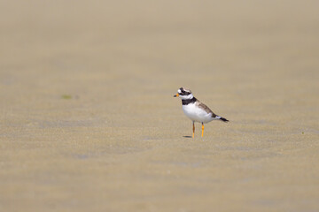 An adult Common Ringed Plover on a sandy beach