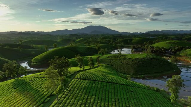 Aerial drone flight forward over Long Coc tea hill, Phu Tho province, Vietnam
