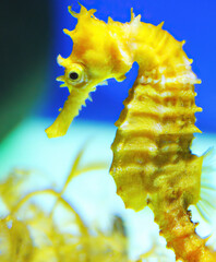 Close up of sea horse on blue background created using generative ai technology