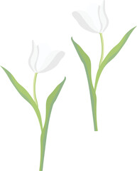 Fototapeta na wymiar Tulip flower isolated on white