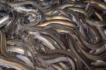 Anguilas vivas. Anguilas en piscifactoria. 
