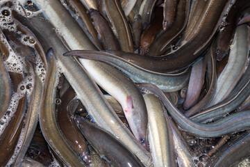 Anguilas vivas. Anguilas en piscifactoria. 
