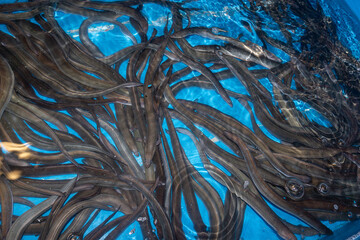 Anguilas vivas. Anguilas en piscifactoria. 
