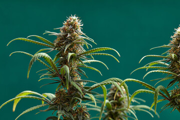 Flowering buds of medical cannabis, trichomes are visible in the inflorescence of the plant - obrazy, fototapety, plakaty