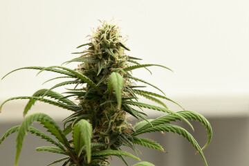 Flowering buds of medical cannabis, trichomes are visible in the inflorescence of the plant