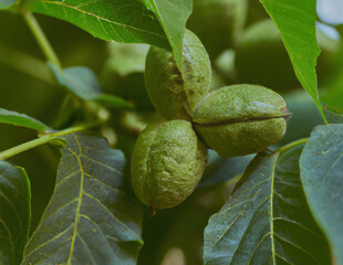 Obraz premium Close up of walnut tree created using Generative AI technology