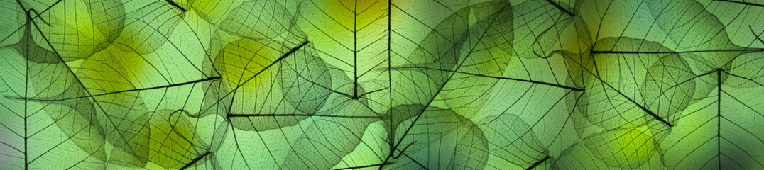 Obraz na płótnie Canvas leaf texture pattern, leaf background with veins and cells - macro photography