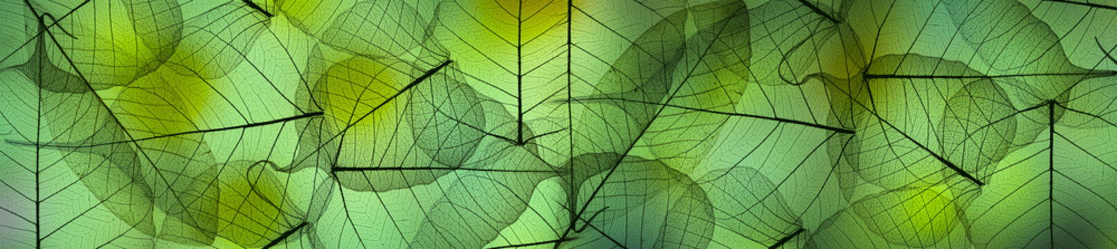 Fototapeta leaf texture pattern, leaf background with veins and cells - macro photography