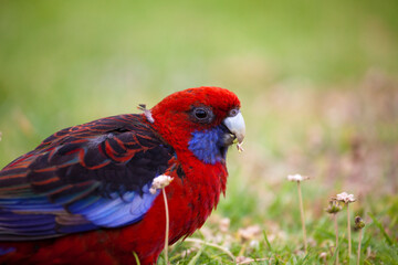 Crimson Rosella, Platycercus elegans elegans
