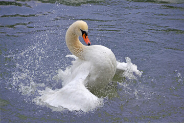 swan splashing on the lake