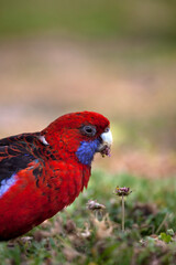 Crimson Rosella, Platycercus elegans elegans