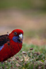 Crimson Rosella, Platycercus elegans elegans