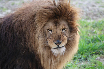 lion's mocking smile